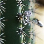 Saguaro...where else would I put your wedding rings?